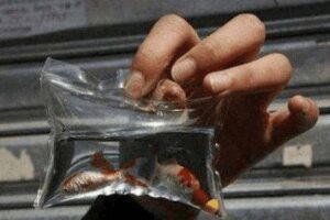 Japanese men put small animals in their bags and live intimate, and make a keychain to sell tourists.